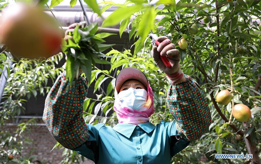 中国辽宁农业水果蔬菜大棚（CN）