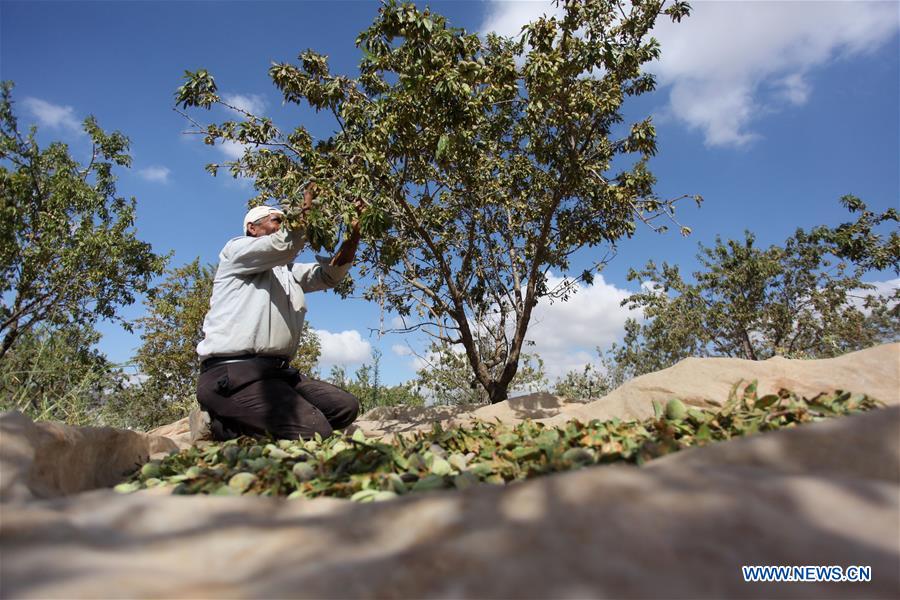 MIDEAST-NABLUS-ALMONDS-HARVEST
